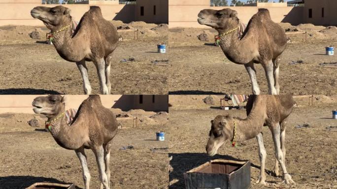 一只骆驼吃