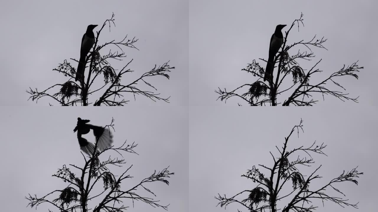赤裸树枝上的喜鹊鸟，背照动物的轮廓