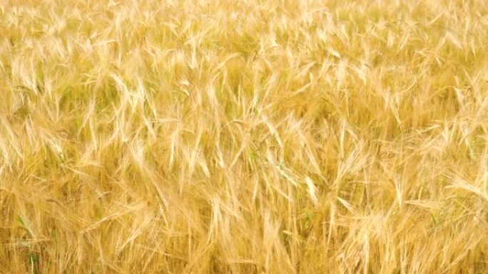 麦田金色麦田粮食种植现代农业