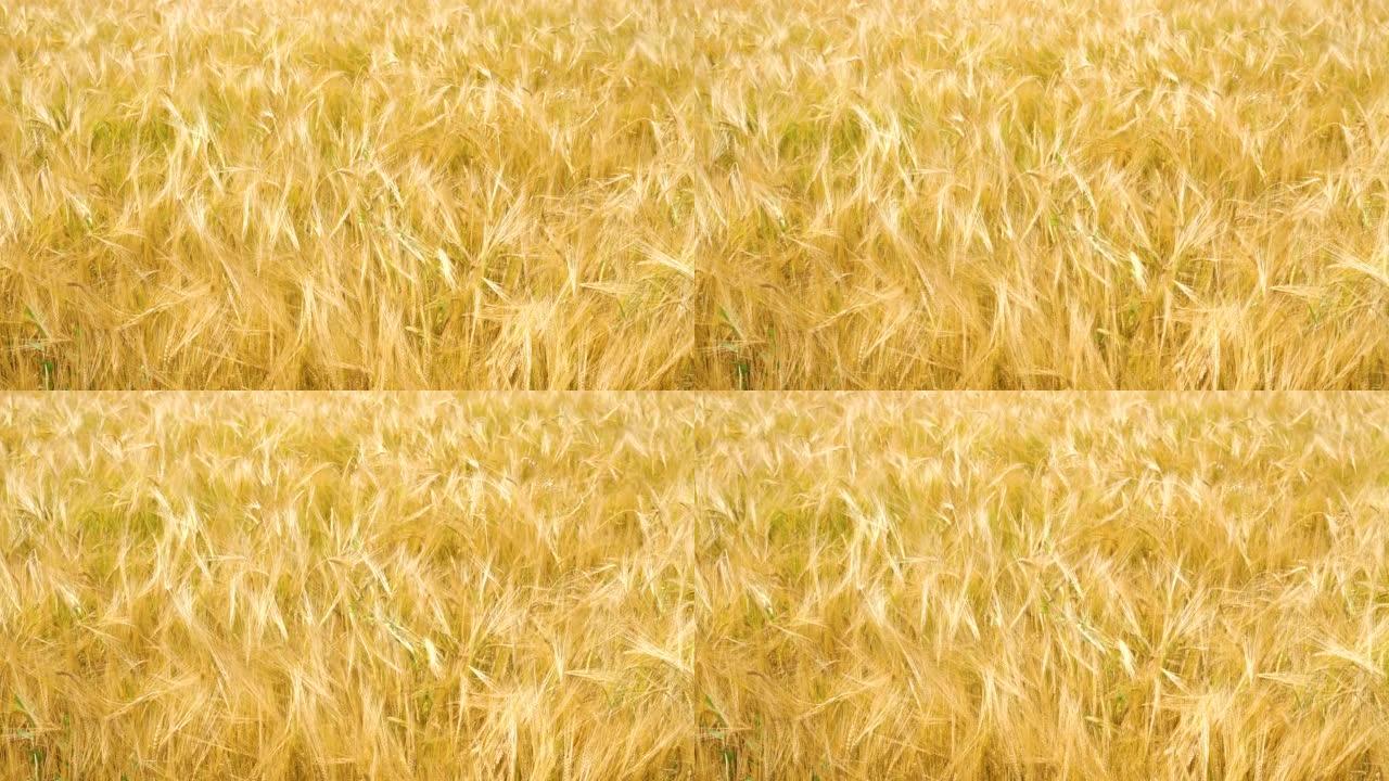 麦田金色麦田粮食种植现代农业