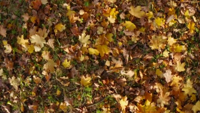 自然秋季图案，落叶缤纷