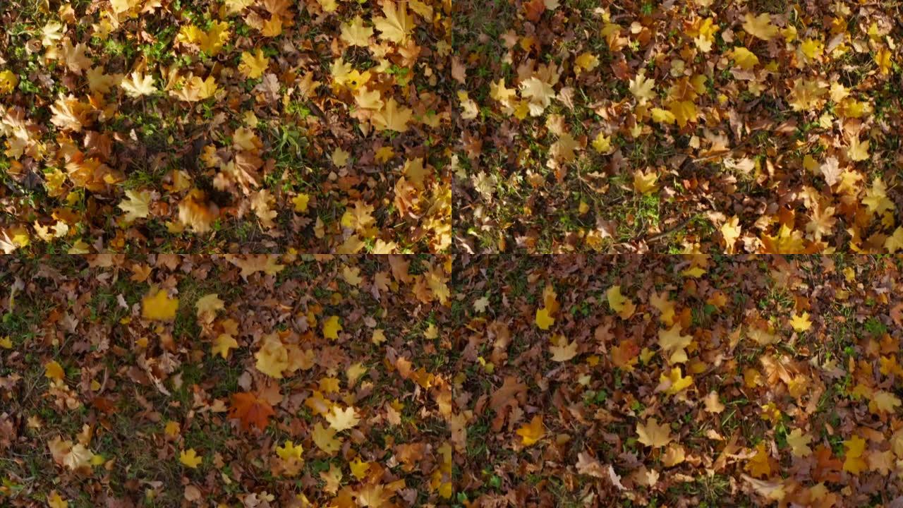 自然秋季图案，落叶缤纷