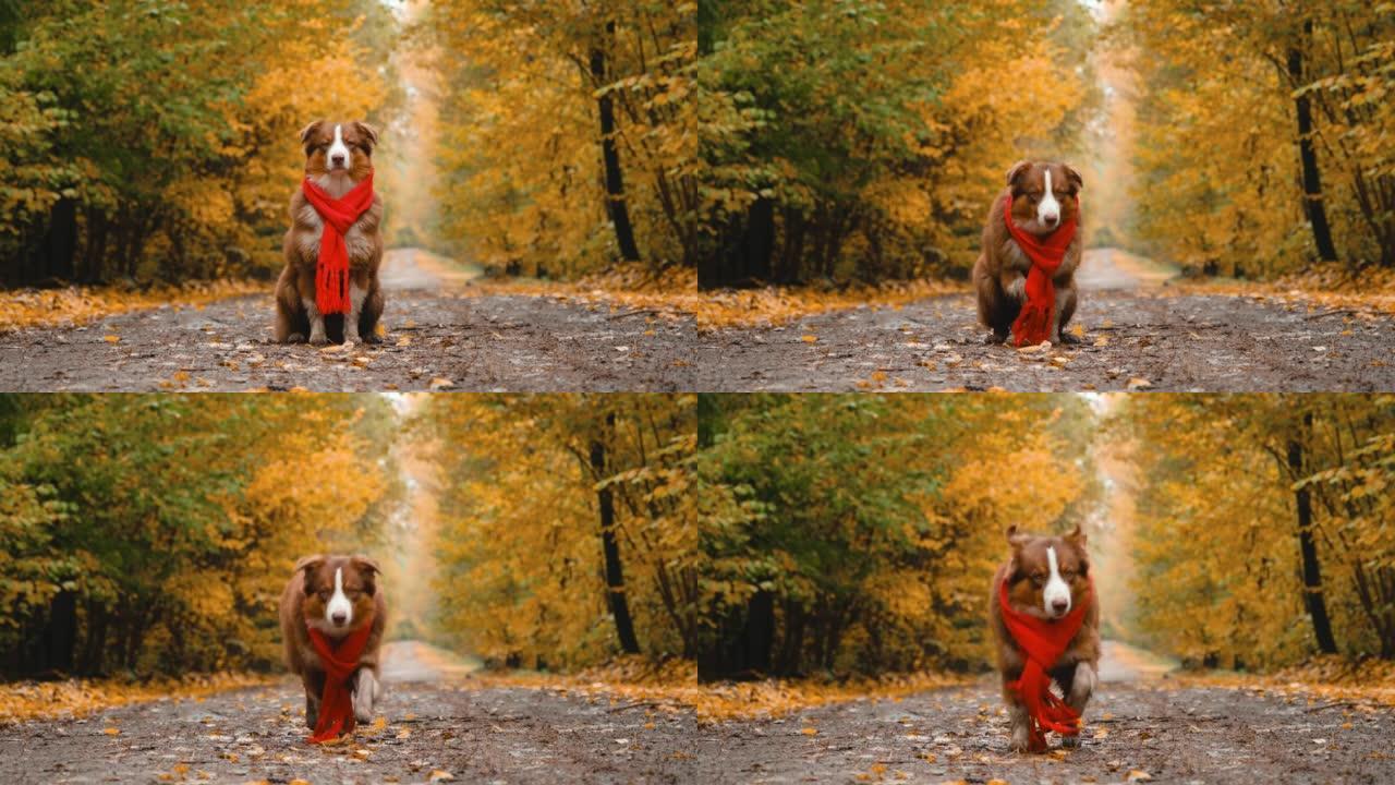 4k镜头。自然界中宠物的概念。狗坐在包裹着红色针织围巾的空旷的森林路上，笨拙地向前走去。澳大利亚牧羊