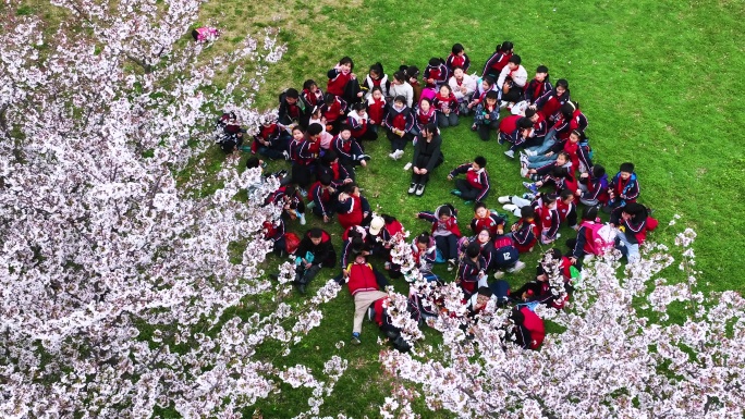 4k学校组织小学生在花树下赏花春游踏青