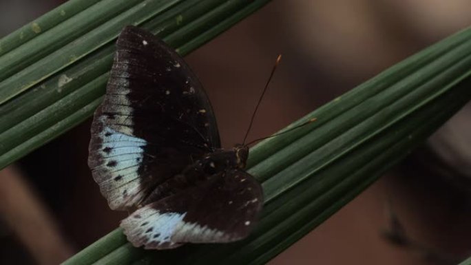 新加坡多彩蝴蝶蝴蝶动物自然