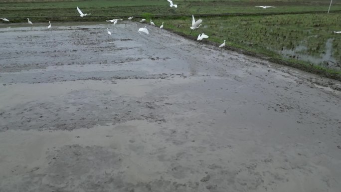 春耕  春分春雨  乡村田园  田园生态