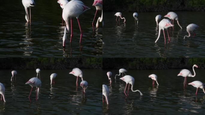 喂食火烈鸟，大火烈鸟，Phoenicopterus roseus