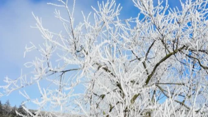 蔚蓝开阔的天空，植物和树枝被霜冻和雪覆盖-冬日景观