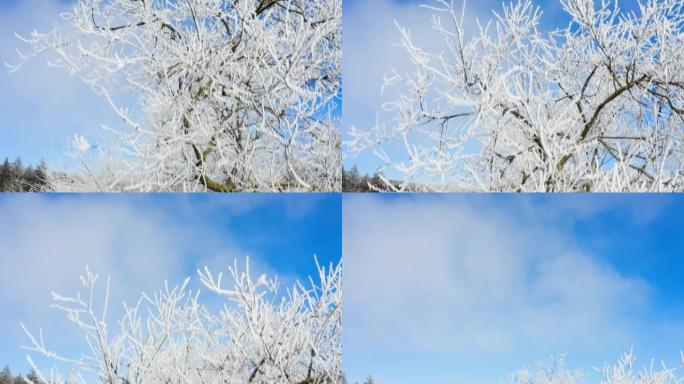 蔚蓝开阔的天空，植物和树枝被霜冻和雪覆盖-冬日景观