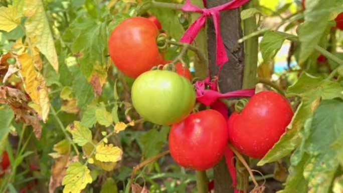 田间种植西红柿的特写镜头