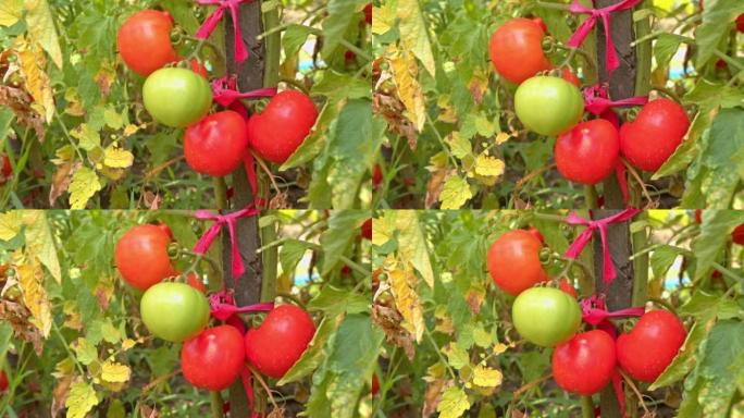 田间种植西红柿的特写镜头