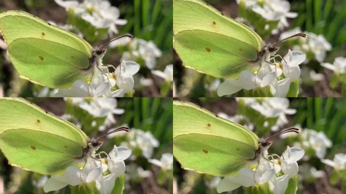 一只美丽的黄色蝴蝶在白花上收集花蜜。常见的灰色蝴蝶性腺。微距拍摄