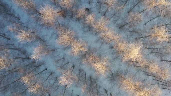 冬季白霜中的幼林，空中