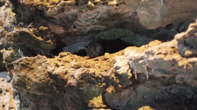 4k洞穴中吃食的负鼠特写