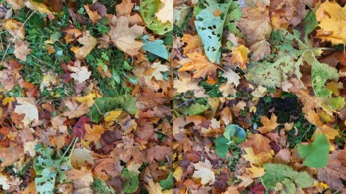 秋天的时候 -- 树叶躺在地上，风吹