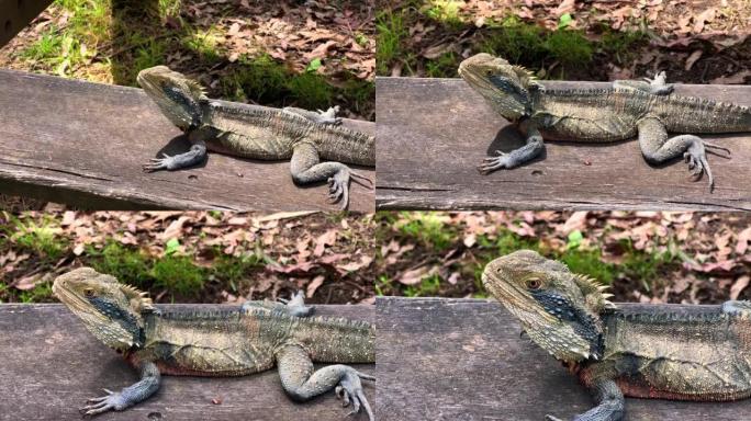 澳洲水龙、黑白鳞蜥大眼睛