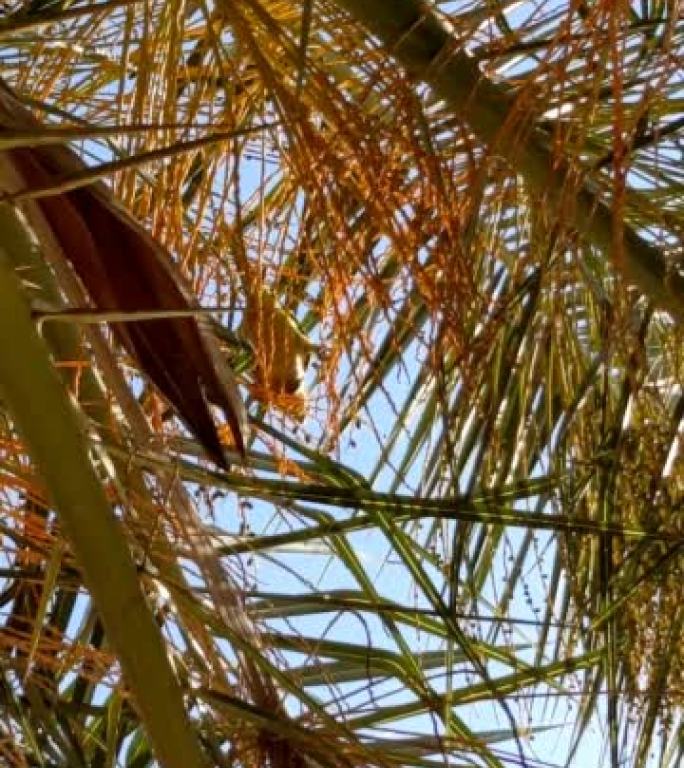 巴塞罗那一棵棕榈树上的鹦鹉