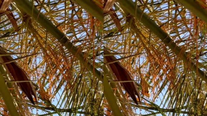 巴塞罗那一棵棕榈树上的鹦鹉