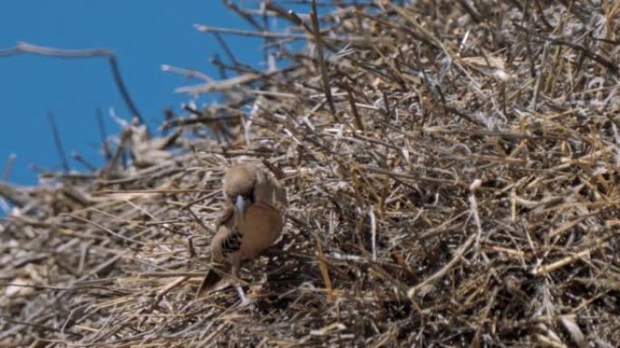 善于交际的织布工或Philetairus socius，在南非Kgalagadi Transfron