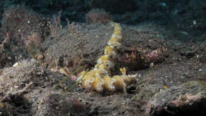 一条长长的黄色裸枝在海底缓慢地craw着，寻找食物。