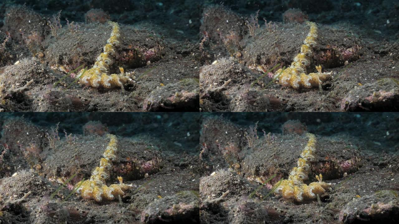 一条长长的黄色裸枝在海底缓慢地craw着，寻找食物。