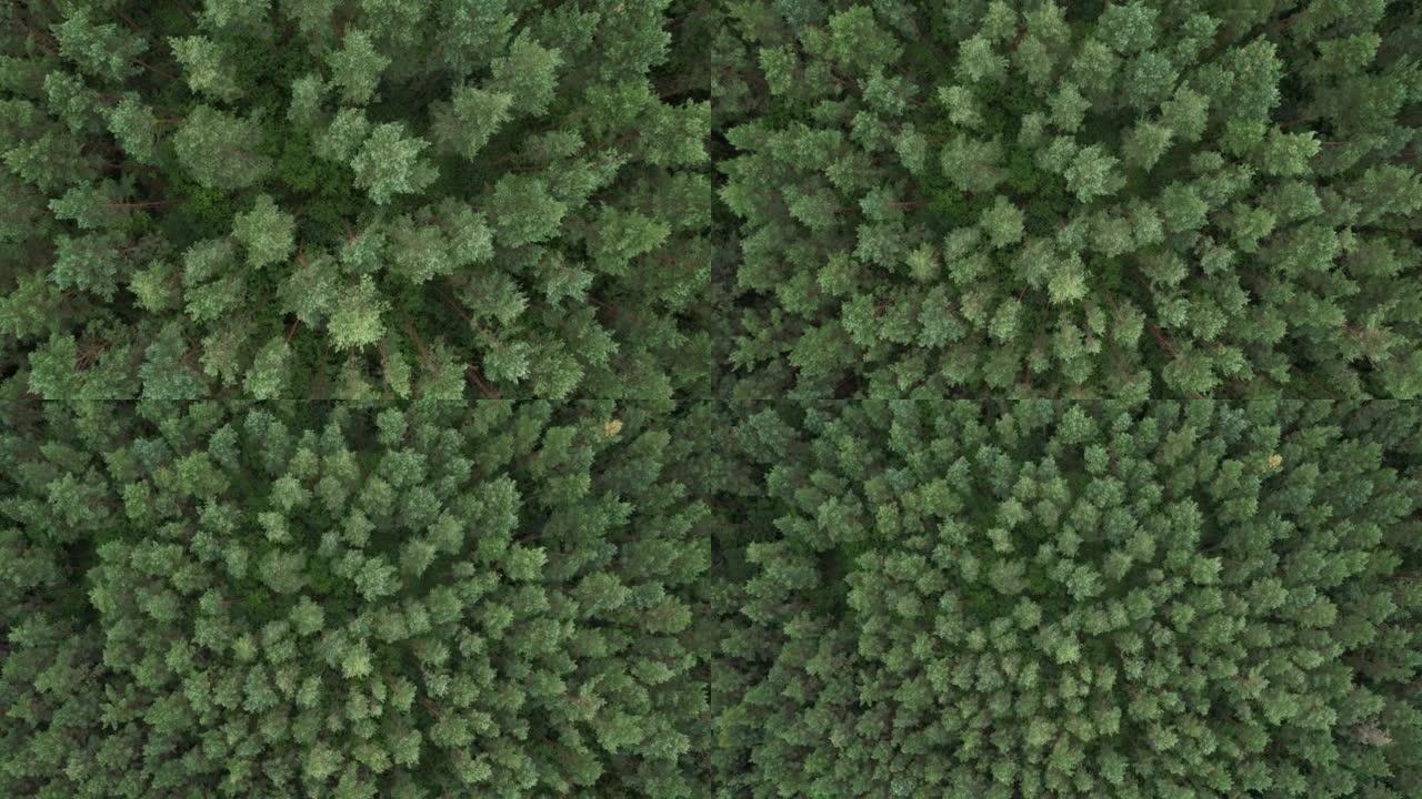 飞越松树树顶和绿色云杉。鸟瞰图自上而下的绿色森林波兰美丽的自然。从上面看大绿森林的纹理背景。生态环境