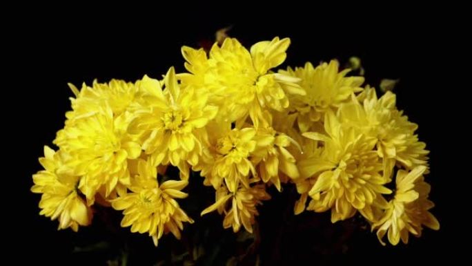 人洒在花束上黄色菊花孤立在黑色背景上