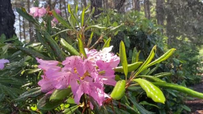 雨水落在春天的花朵上，花园里的粉红色杜鹃花。