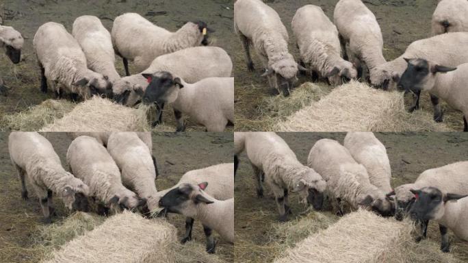 在美国科罗拉多州的一个小镇家族牧场上，一群快乐的绵羊在一捆新干草上吃草的特写镜头