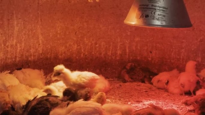 在加热红灯的灯光下，一群关在笼子里的小鸡。基座向下