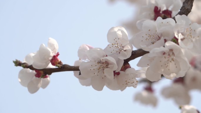 春季桃花盛开一枝粉白桃花十分漂亮