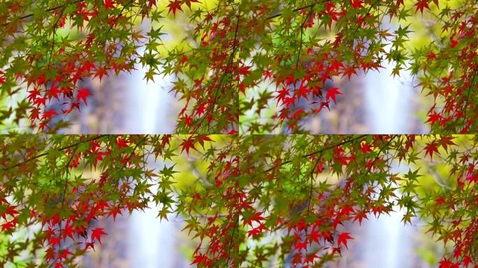 用秋叶和瀑布想象日本的视频