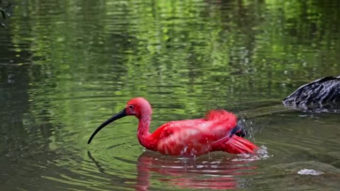 猩红色的宜必思，赤褐色的赤褐色，Threskiornithidae家族的鸟类，被羽毛的红色着色所欣赏