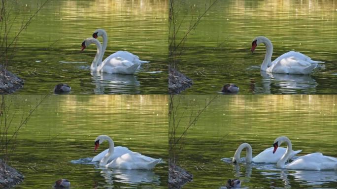 两只白天鹅在湖中喝水