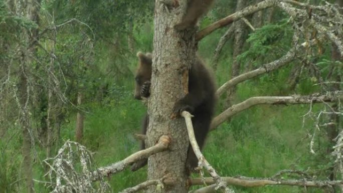 小灰熊在树上，布鲁克斯瀑布，2022