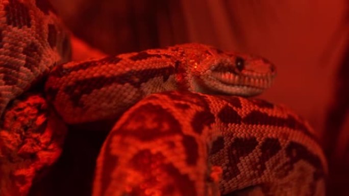 红灯灯下的蟒蛇。动物蟒蛇。