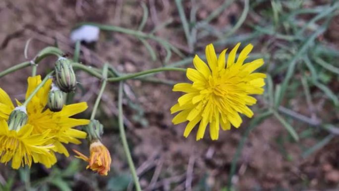 Sonchus tenerrimus，俗称小锁或嫩锁，被微风摇动12/16/2022