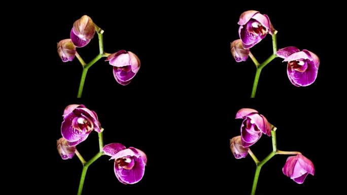 黑色背景上枯萎的粉红色蝴蝶兰兰花。时间间隔。4K。
