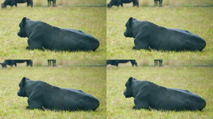 黑公牛。在草地上吃草的黑牛。奶牛放牧畜牧业。选择性聚焦。