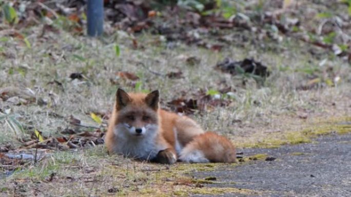 一只虾夷红狐停在北海道努卡比拉温泉的地面上