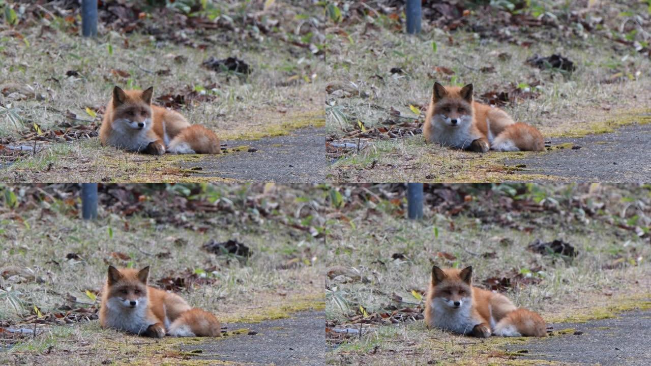 一只虾夷红狐停在北海道努卡比拉温泉的地面上