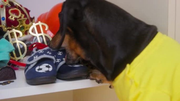 穿衣服的狗从架子上拿东西运动鞋设计师的形象选择