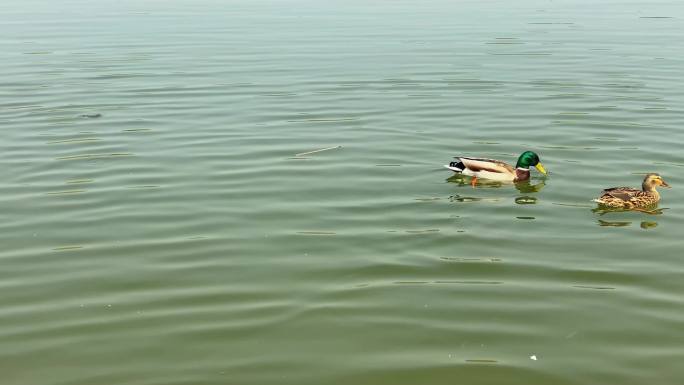 鸳鸯鸭子一群在水中游泳嬉戏一组镜头