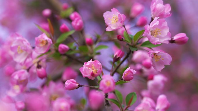 春暖花开 樱花 海棠 花 4k