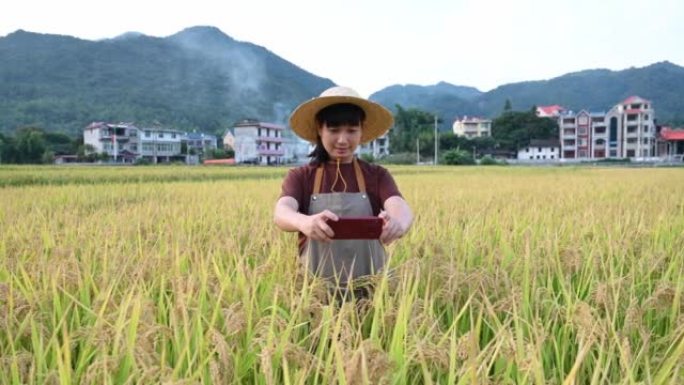 一位年轻的女农民在稻田里用手机工作