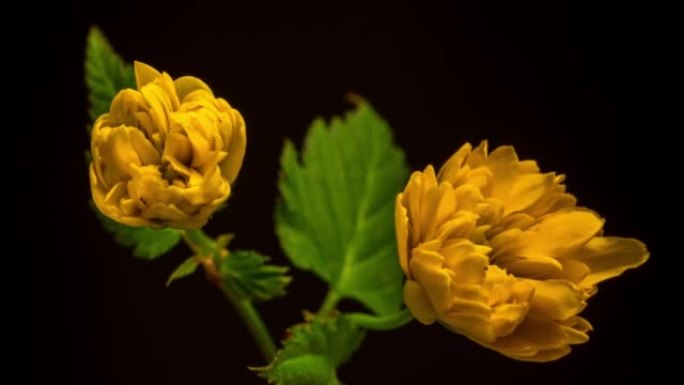 具有黄色花朵的装饰性灌木的4k horisontal timelapse开花，并在黑色背景上生长。盛