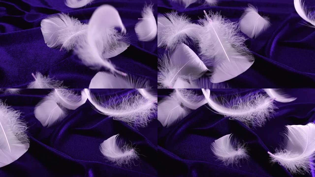 白天鹅的羽毛落在深紫罗兰色上。慢动作。