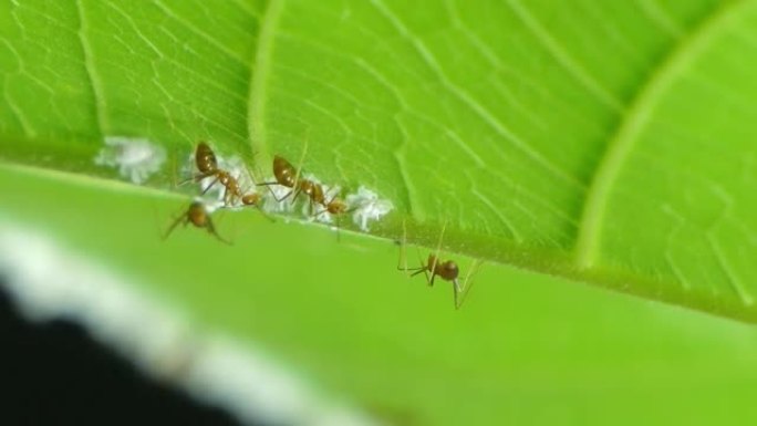 红蚂蚁吃绿叶上的蚜虫幼虫。