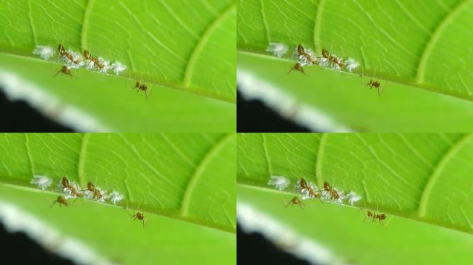 红蚂蚁吃绿叶上的蚜虫幼虫。