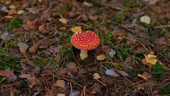 美丽的苍蝇木耳在森林边缘，叶子，针和锥体附近的蘑菇，秋天的森林。带红帽子和白点的毒蘑菇，危及生命的蘑